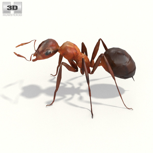 Ant Low Poly 3D model - Download Insects on 3DModels.org