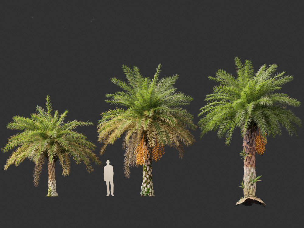 フェニックス・シルベストリス ヤシ科ワイルドデーツヤシ 3Dモデル