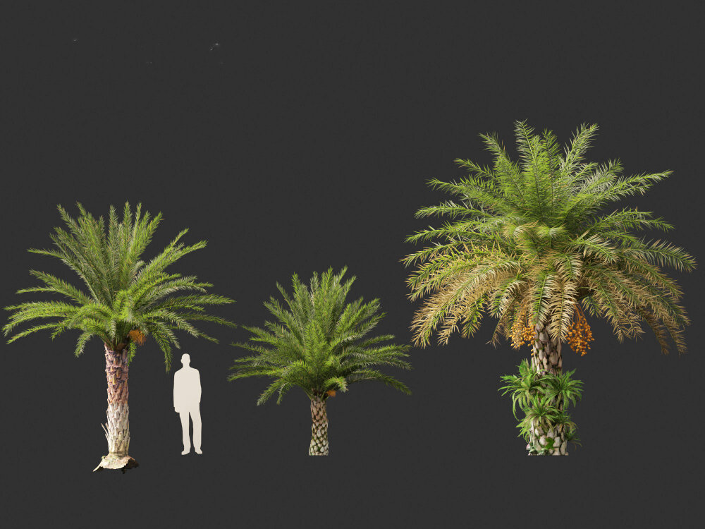 フェニックス・シルベストリス ヤシ科ワイルドデーツヤシ 3Dモデル