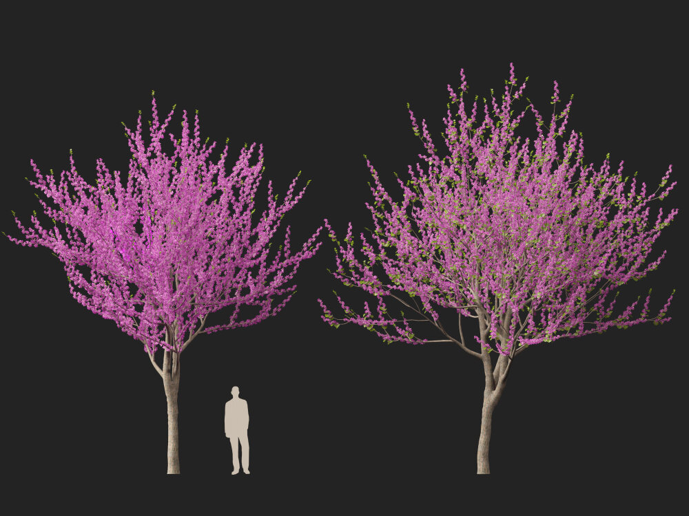 Cercis Siliquastrum – Judas Tree (high-poly and low-poly) 3D model ...
