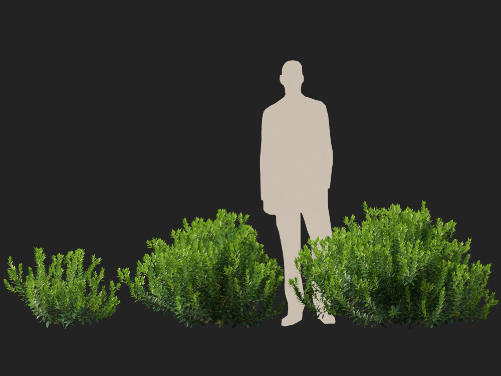 光叶冬青 – 常绿冬青果 (High-poly 和 Low-poly) 3D模型 - 下载 灌木丛 on 3DModels.org