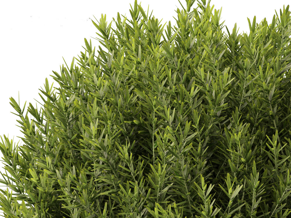 thuja smaragd 200 Thuja 