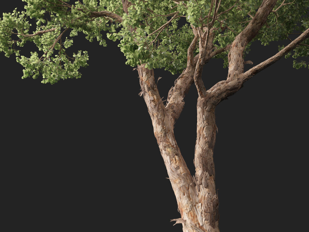 Eucalyptus Polyanthemos Silver dollar Gum 3D Model Download Trees 