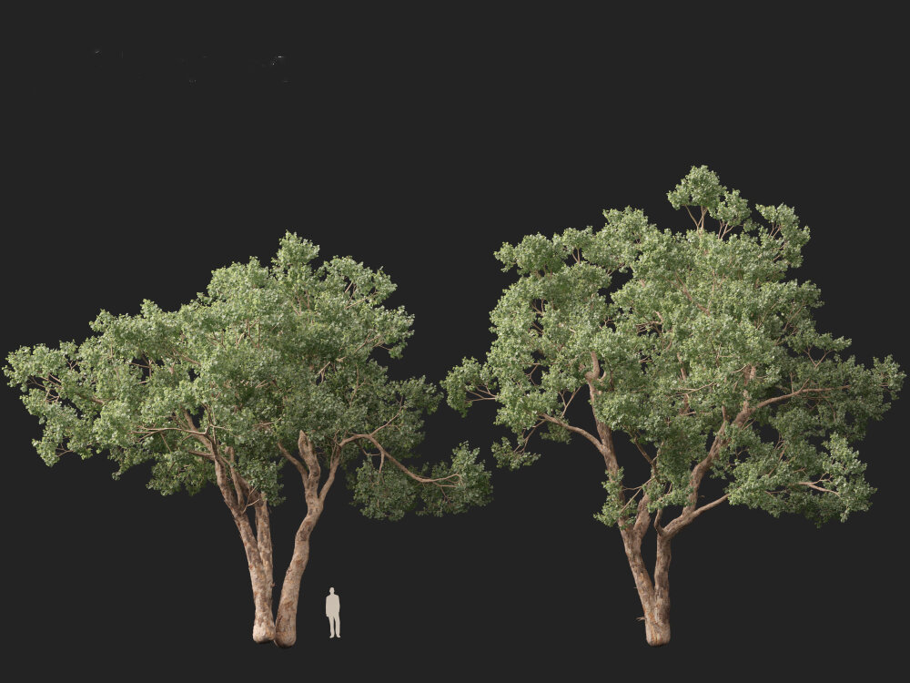 Eucalyptus Polyanthemos Silver dollar Gum 3D Model Download Trees 