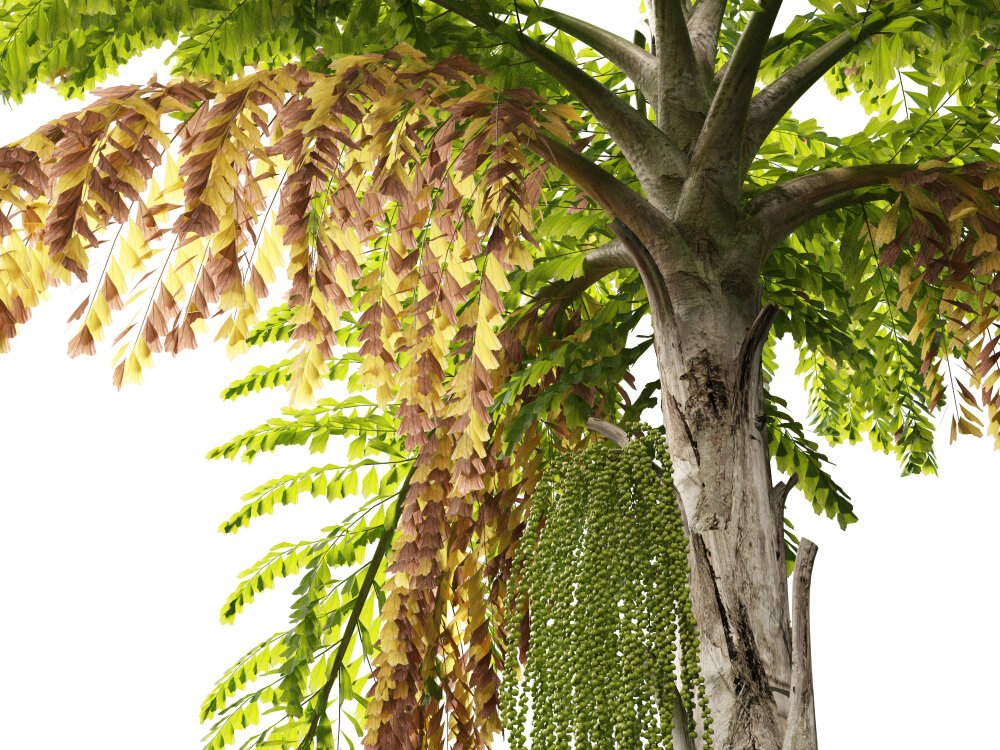 Fishtail-shaped fronds of Palem Ekor Ikan, Caryota mitis