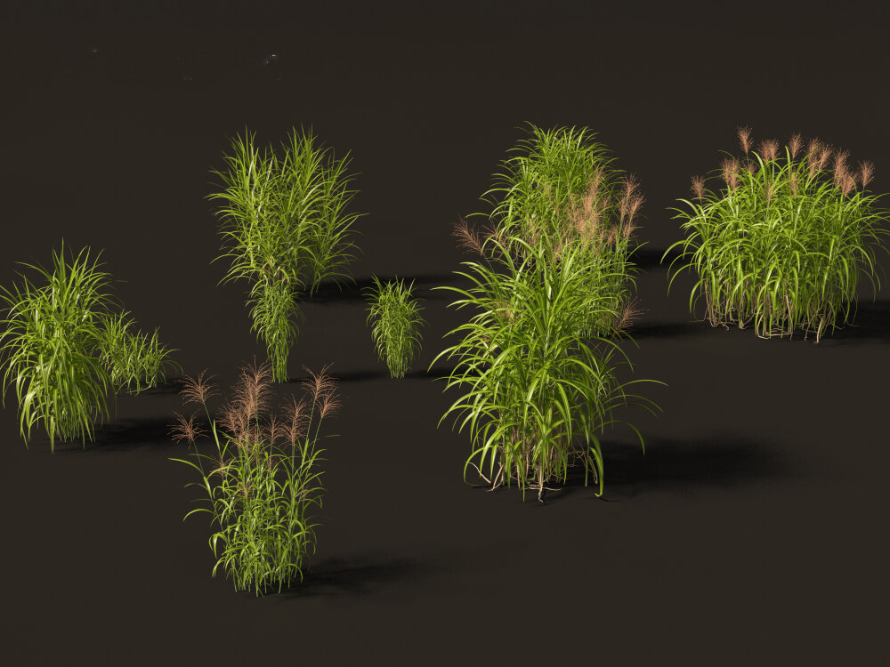 Decorative Ornamental Grasses Collection 3D model - Download Grass on ...