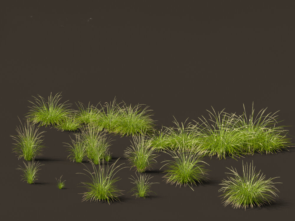 Decorative Ornamental Grasses Collection 3D model - Download Grass on ...