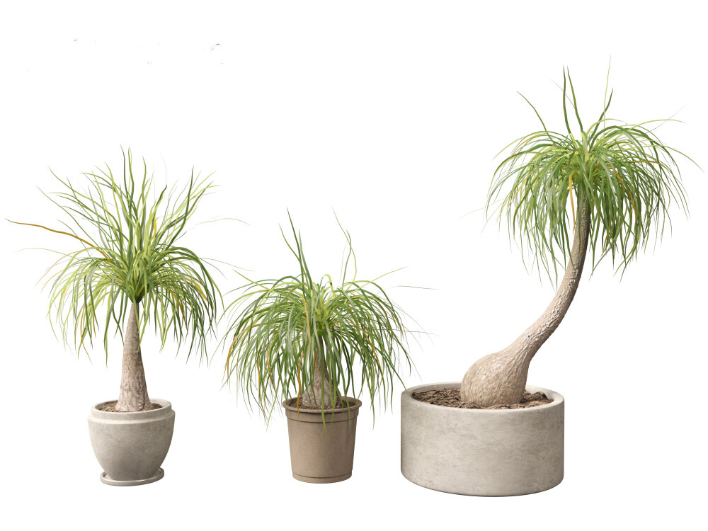 fishbone plant Fishbone Cactus