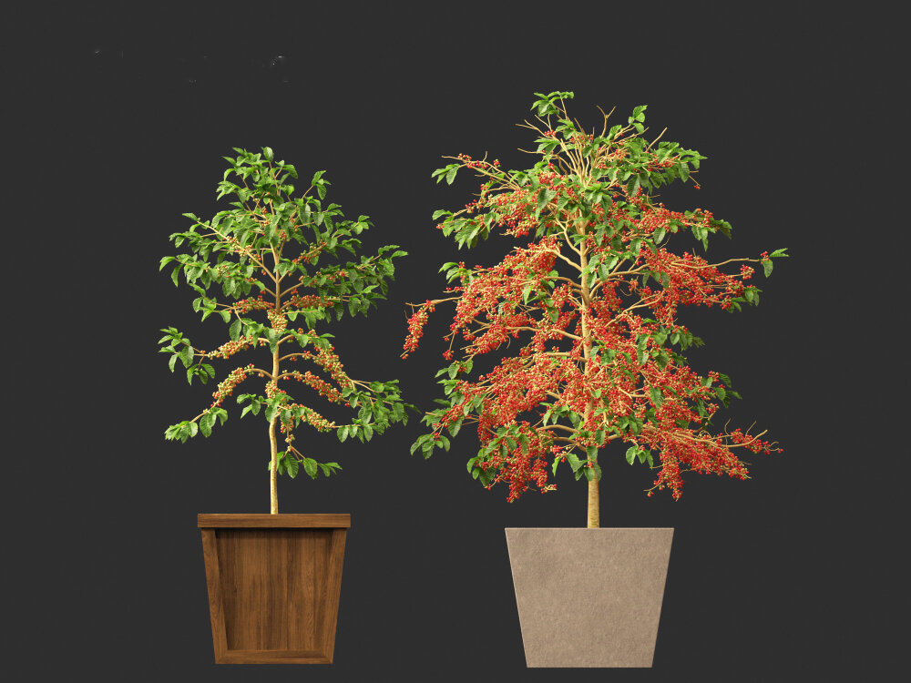 Coffea Arabica  Arabian Coffee 3D model - Download Farm Crops on  3DModels.org