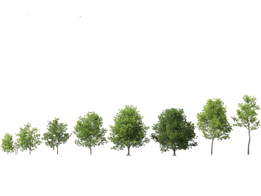 美国白蜡 – 白梣树 3D模型 - 下载 树木 on 3DModels.org