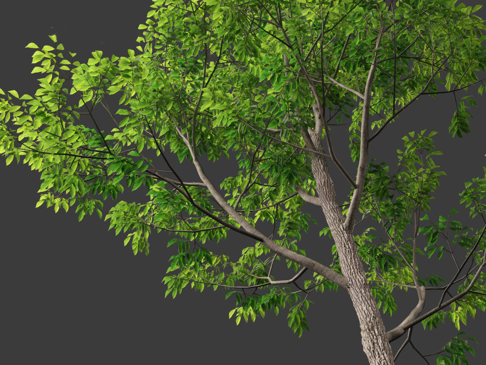 美国白蜡 – 白梣树 3D模型 - 下载 树木 on 3DModels.org