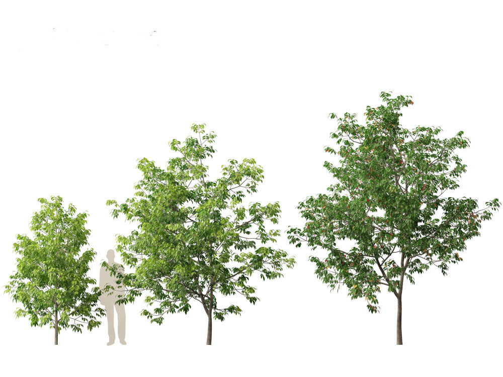 美国白蜡 – 白梣树 3D模型 - 下载 树木 on 3DModels.org
