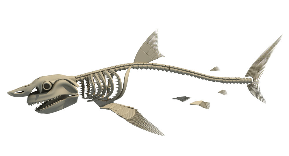 ホホジロザメの骨格 3Dモデル - ダウンロード 魚 オン 3DModels.org