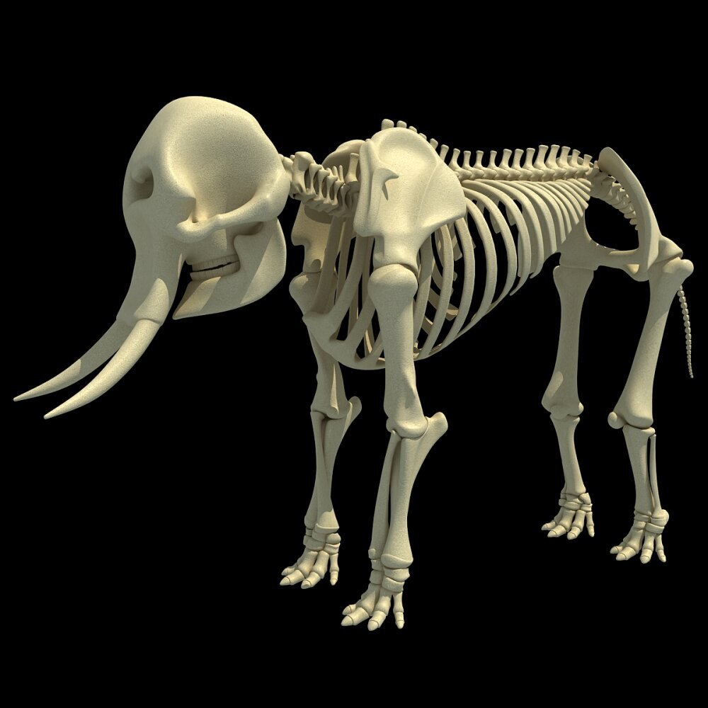 Skelett des Afrikanischen Elefanten 3D-Modell - Herunterladen Sugetiere an  3DModels.org