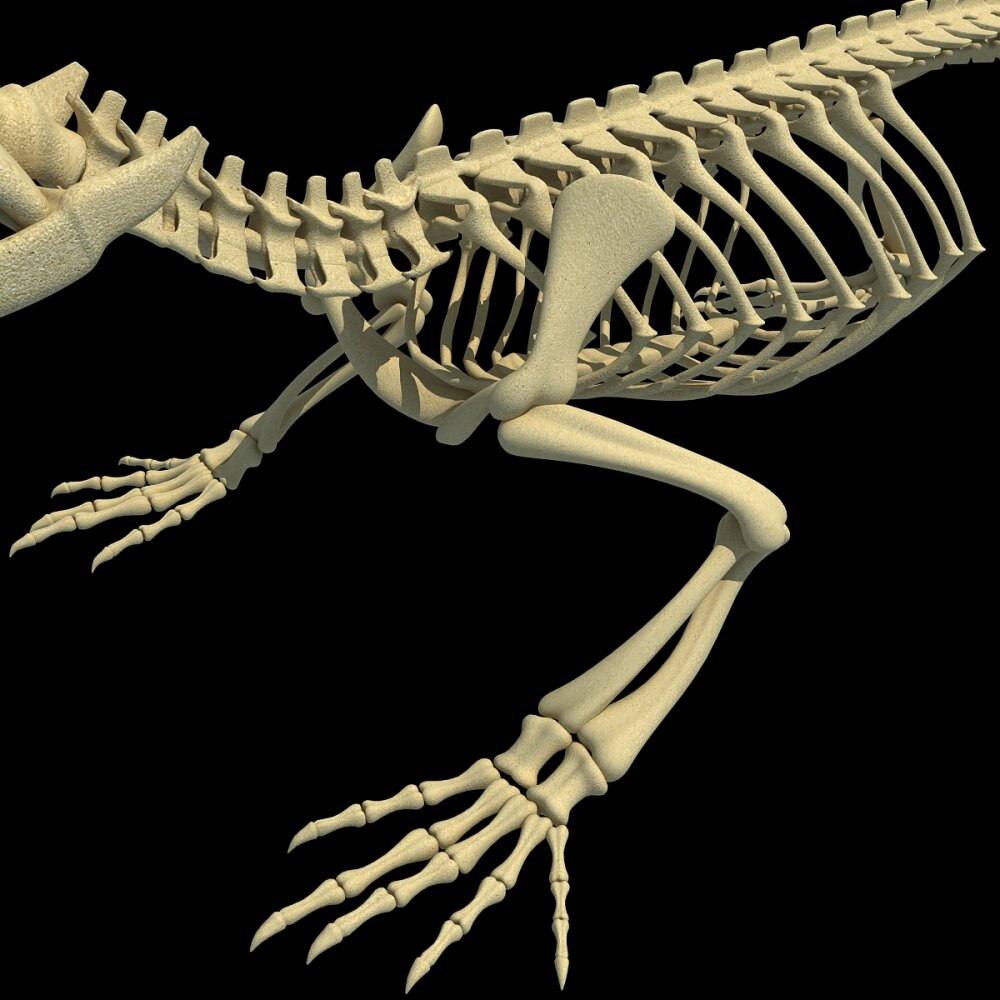 ワニの骨格 3Dモデル - ダウンロード 爬虫類 オン 3DModels.org