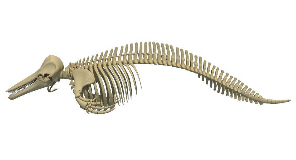 イルカ　骨　04 イルカの骨格 3Dモデル - ダウンロード 海洋哺乳類 オン 3DModels.org