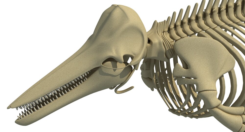 イルカの骨格 3Dモデル - ダウンロード 海洋哺乳類 オン 3DModels.org