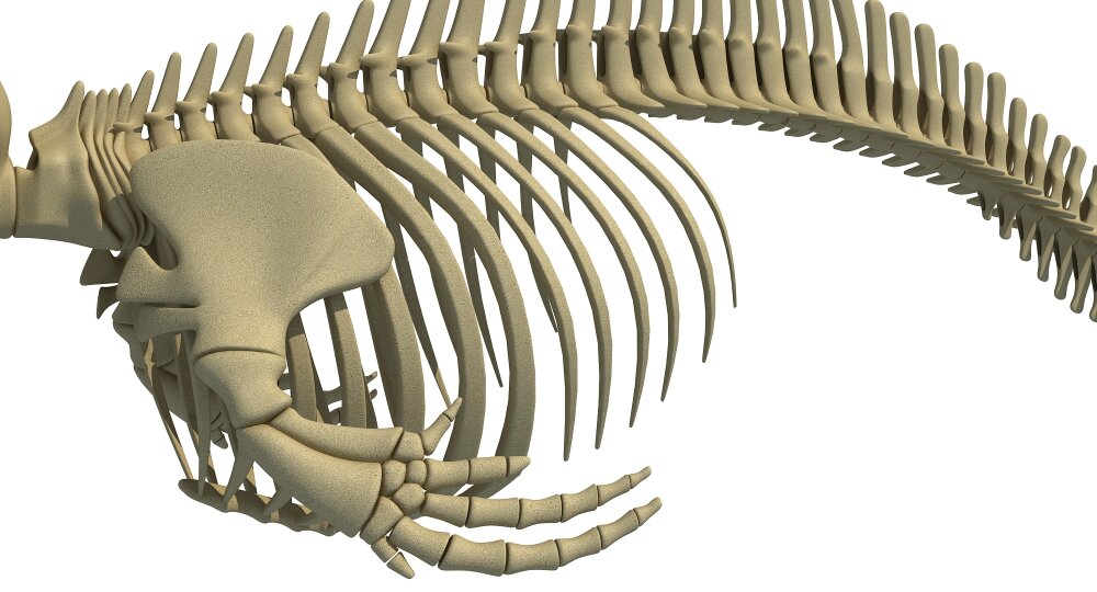 イルカの骨格 3Dモデル - ダウンロード 海洋哺乳類 オン 3DModels.org