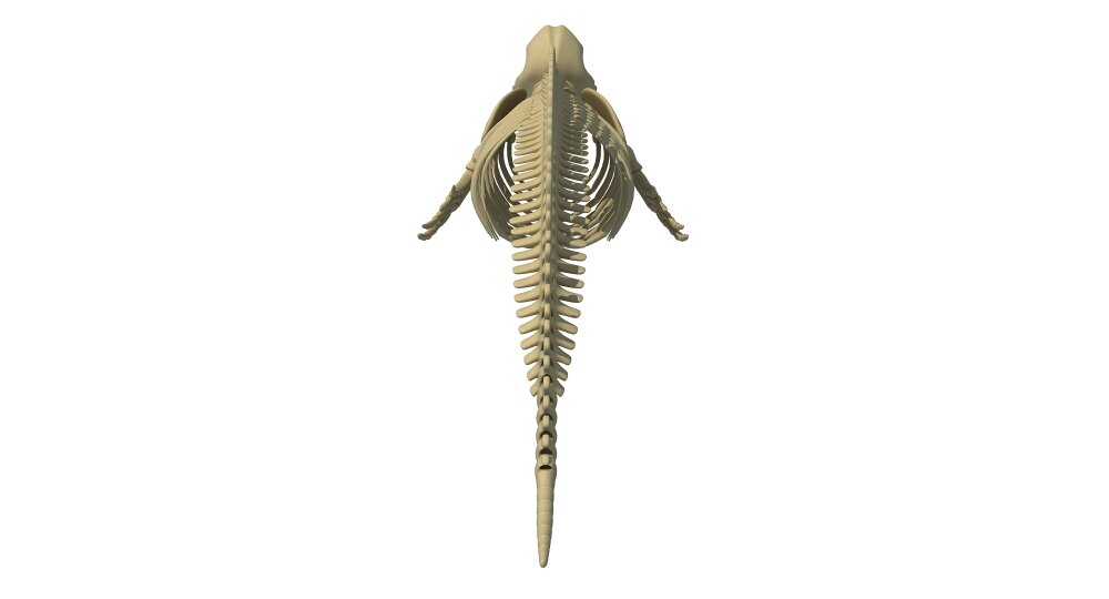 イルカの骨格 3Dモデル - ダウンロード 海洋哺乳類 オン 3DModels.org