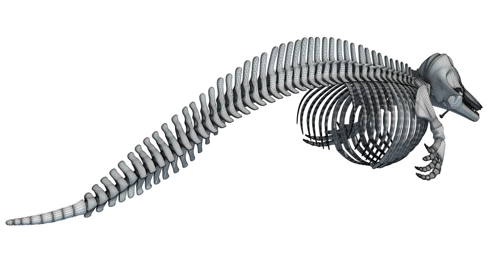 イルカの骨格 3Dモデル - ダウンロード 海洋哺乳類 オン 3DModels.org