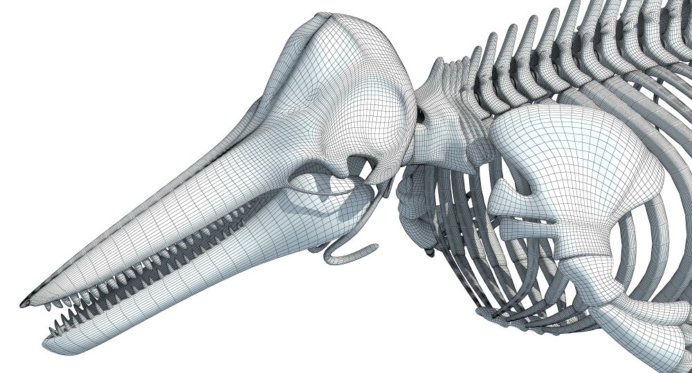 イルカの骨格 3Dモデル - ダウンロード 海洋哺乳類 オン 3DModels.org