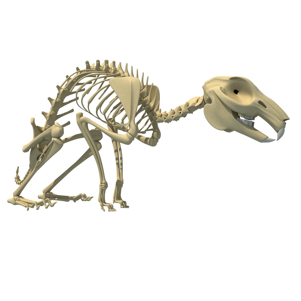 ウサギの骨格 3Dモデル - ダウンロード ほ乳類 オン 3DModels.org
