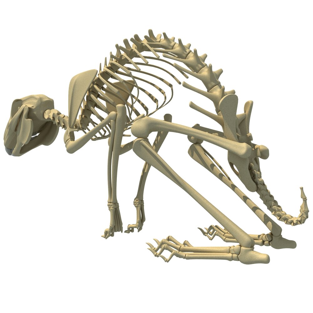 ウサギの骨格 3Dモデル - ダウンロード ほ乳類 オン 3DModels.org