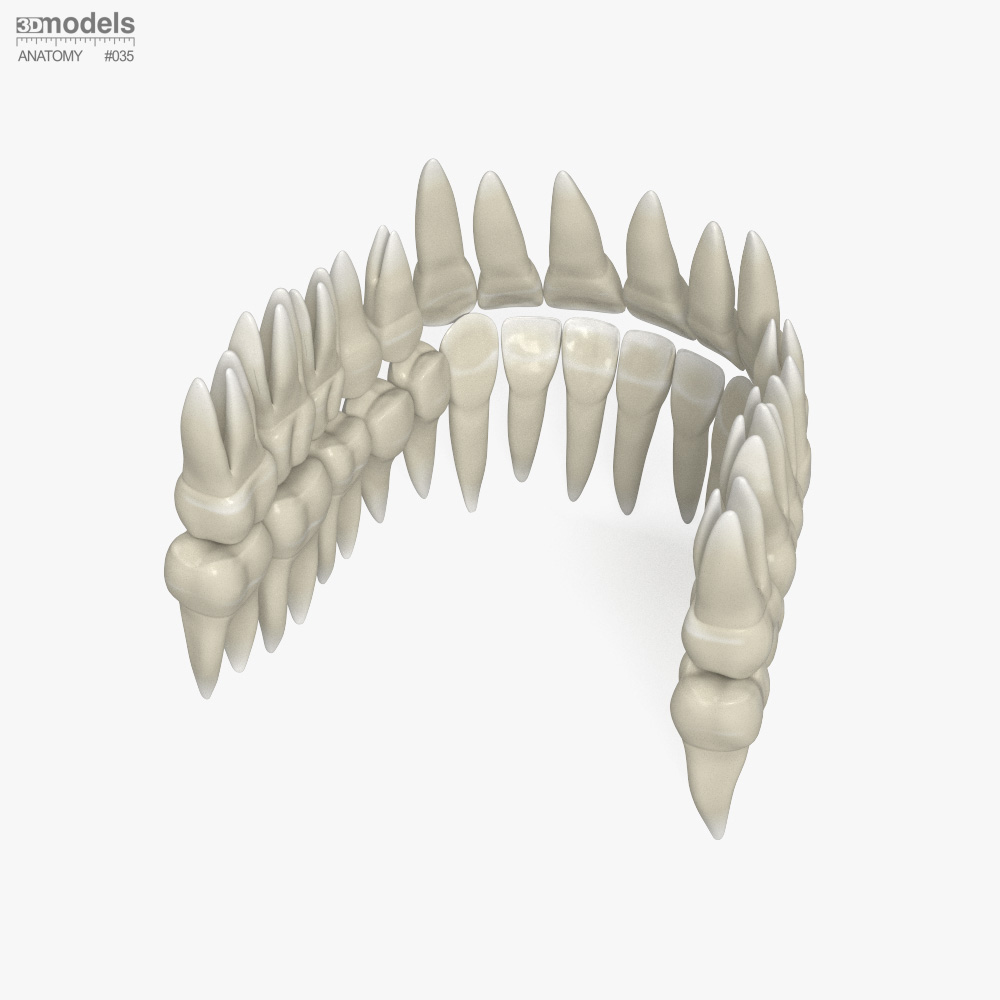 Human Teeth 3D model - Download Anatomy on 3DModels.org