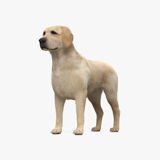 Labrador Retriever 3D model