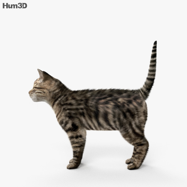 Animated Cat 3D model - Download Mammals on 3DModels.org