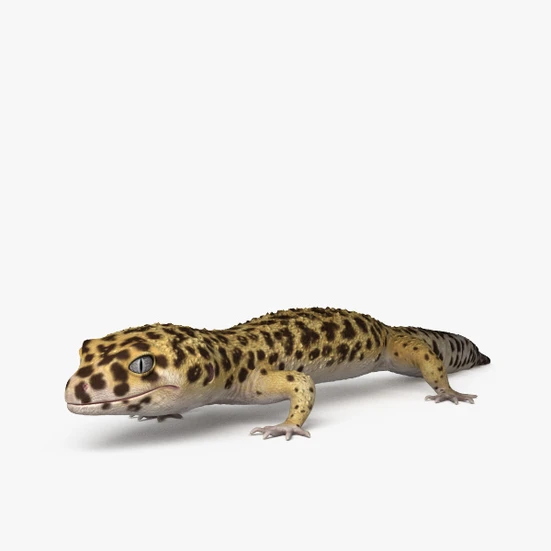 Common Leopard Gecko 3D model