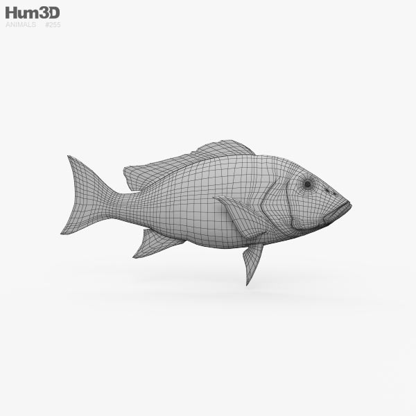 Northern Red Snapper 3D model - Download Fish on 3DModels.org