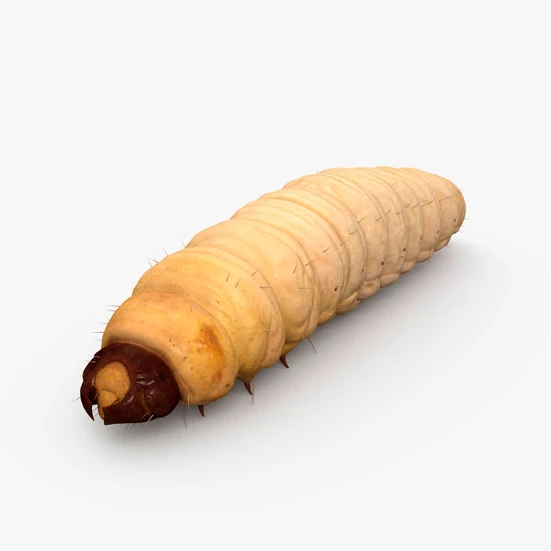 곤충 3D 모델 다운로드 - 3DModels.org