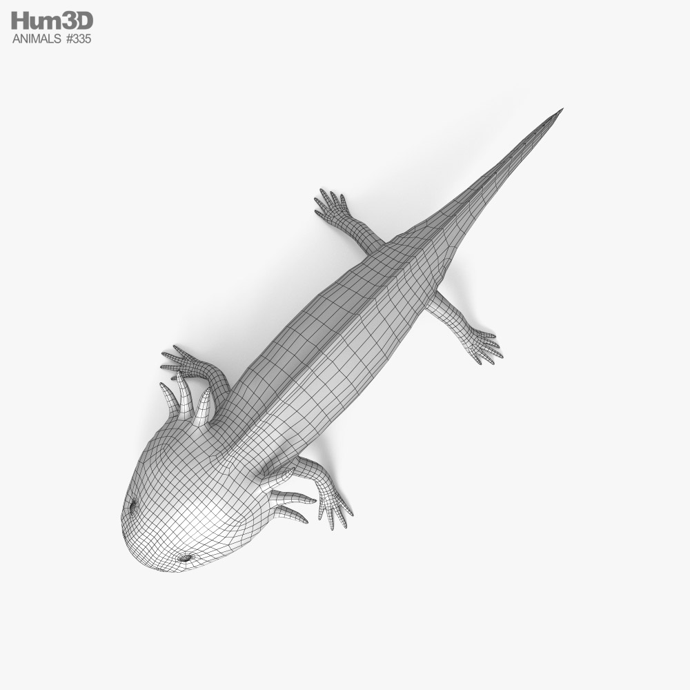 Ajolote Modelo 3D - Descargar Amphibia activado 3DModels.org
