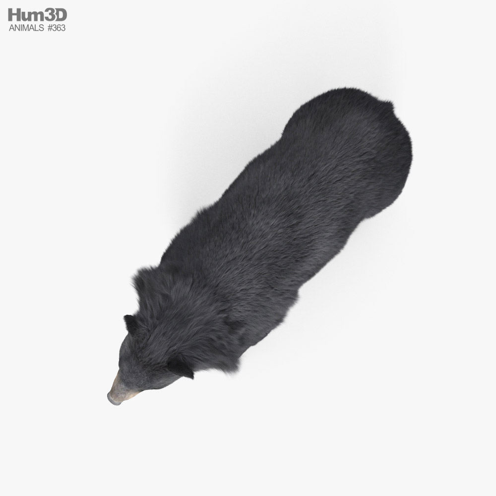 Animated Asian Black Bear 3D model - Download Mammals on 3DModels.org