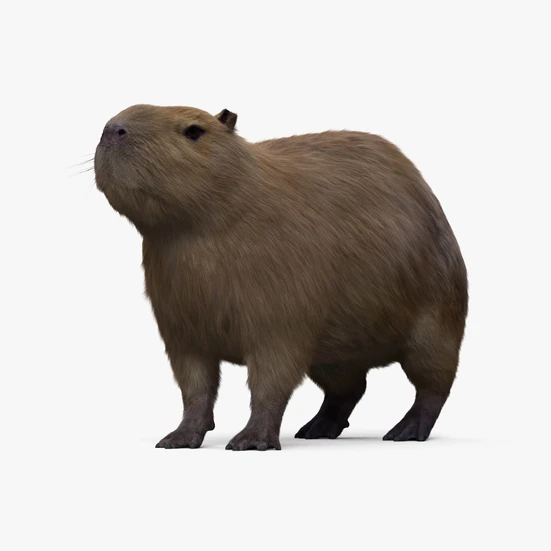 カピバラ 3Dモデル ダウンロード - 3DModels.org