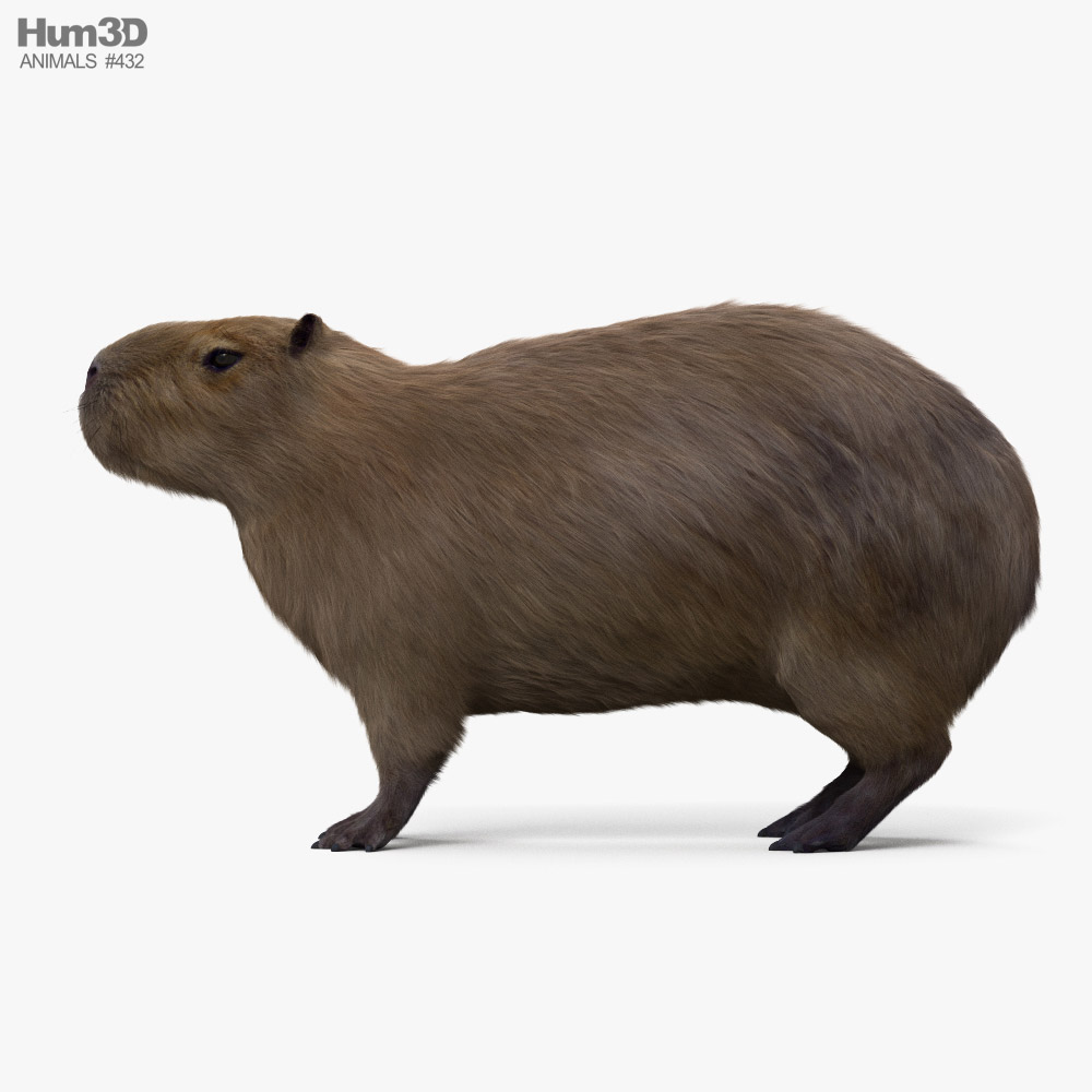カピバラ 3Dモデル - ダウンロード ほ乳類 オン 3DModels.org