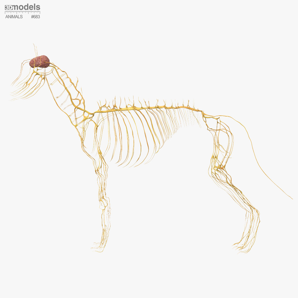 Picture of German Shepherd Dog Nervous System 3D model - Download Mammals on ...