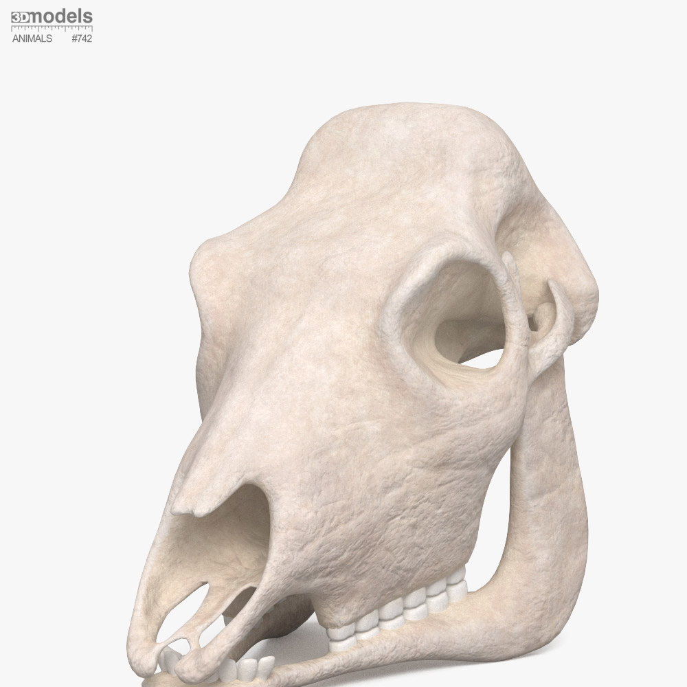 牛の頭蓋骨 3Dモデル - ダウンロード ほ乳類 オン 3DModels.org