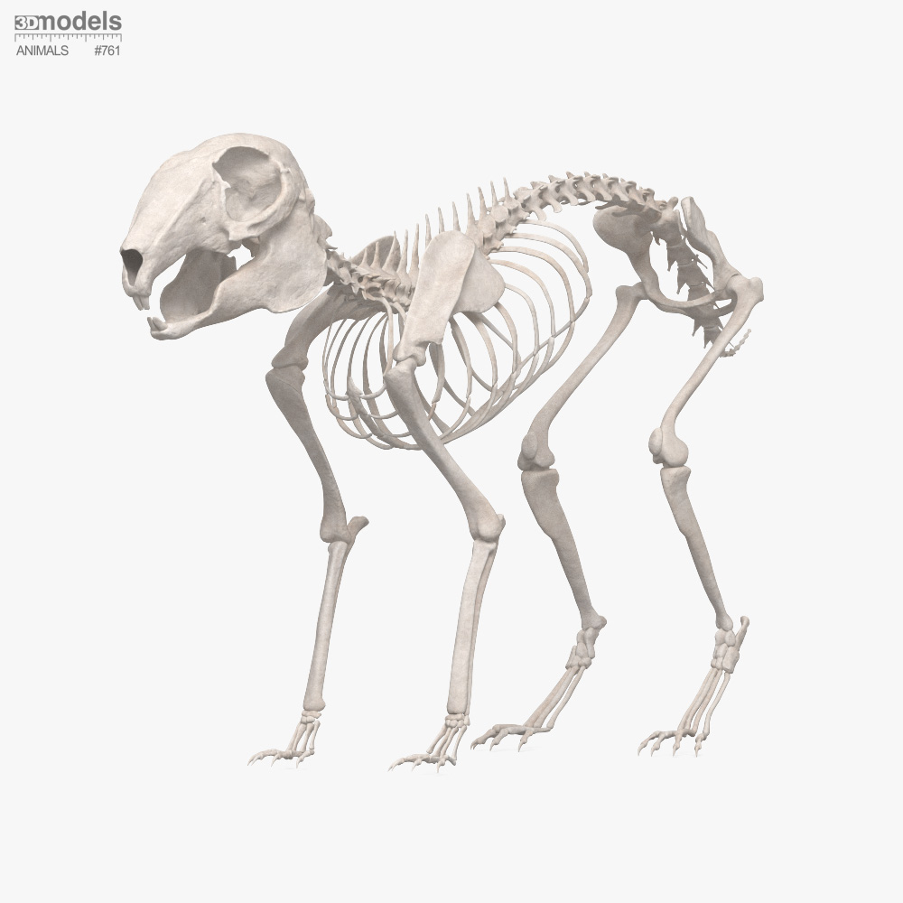 토끼 완전 해부학 3D 모델 - 다운로드 포유류 켜기 3DModels.org
