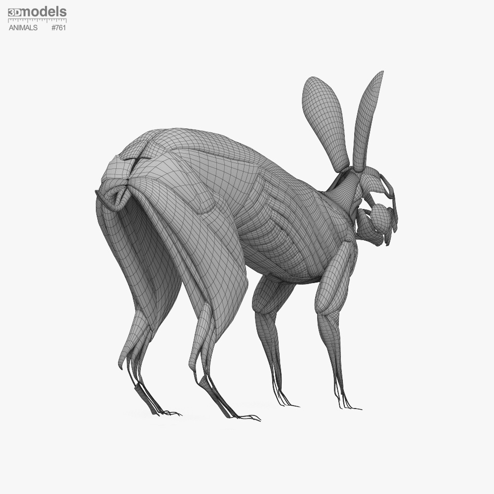 토끼 완전 해부학 3D 모델 - 다운로드 포유류 켜기 3DModels.org