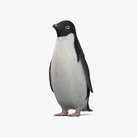 Adélie Penguin 3D model