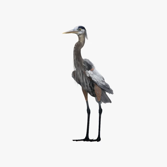 Great Blue Heron 3D model