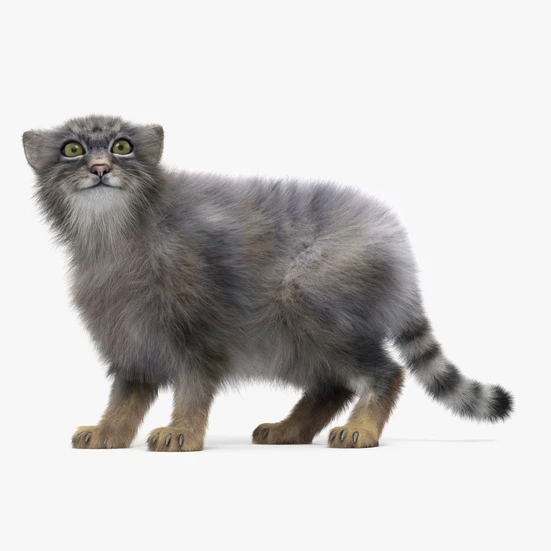 Pallas's Cat 3D model