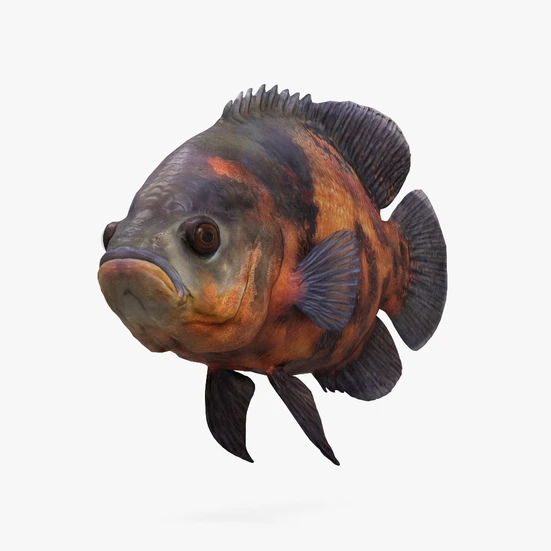 Oscar Fish 3D model