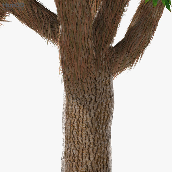 Josua-Palmlilie 3D-Modell - Herunterladen Bume an 3DModels.org