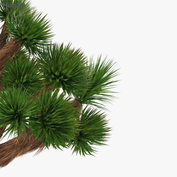 Josua-Palmlilie 3D-Modell - Herunterladen Bume an 3DModels.org