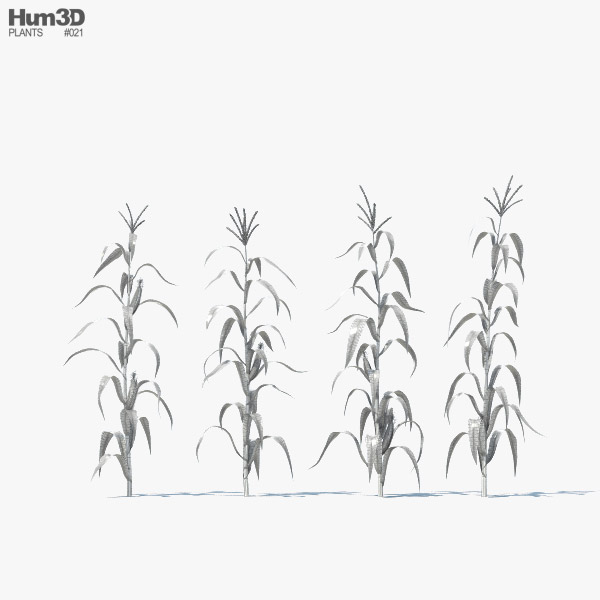 Corn Stalk Plant 3D model - Download Farm Crops on 3DModels.org
