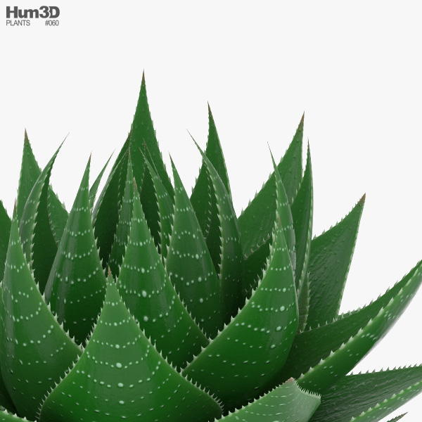 Aloe 3D model - Download Houseplants on 3DModels.org