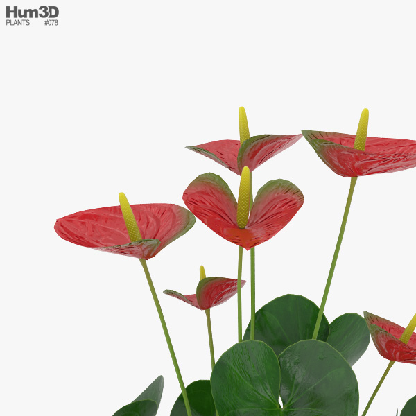 bambino fiddle leaf fig Buy Bambino Fiddle Leaf Fig Trees Online